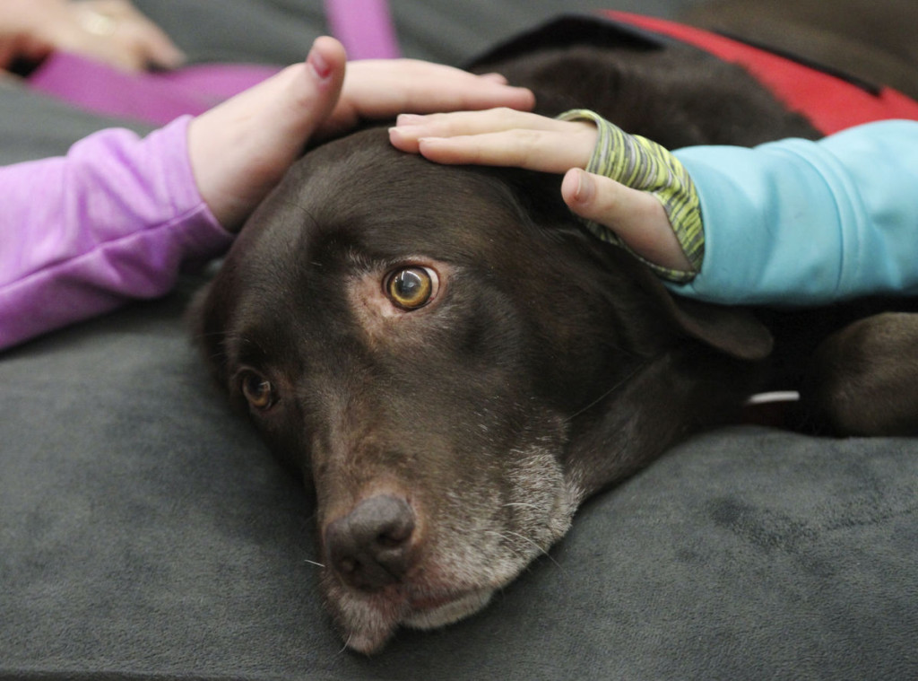 Service and therapy animals