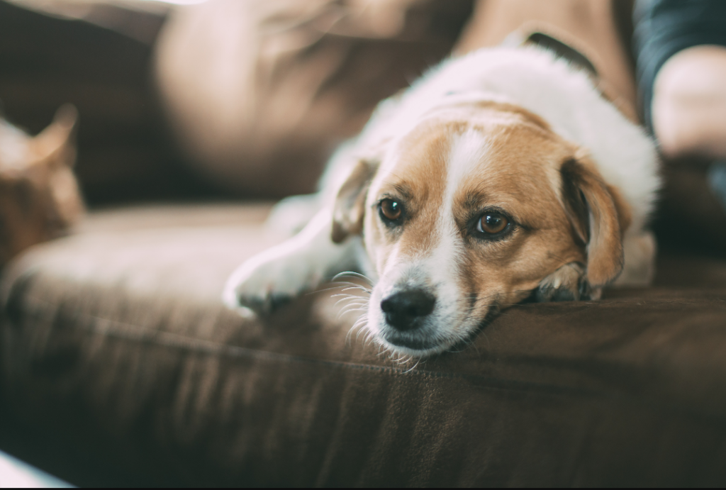 Service animals housing providers