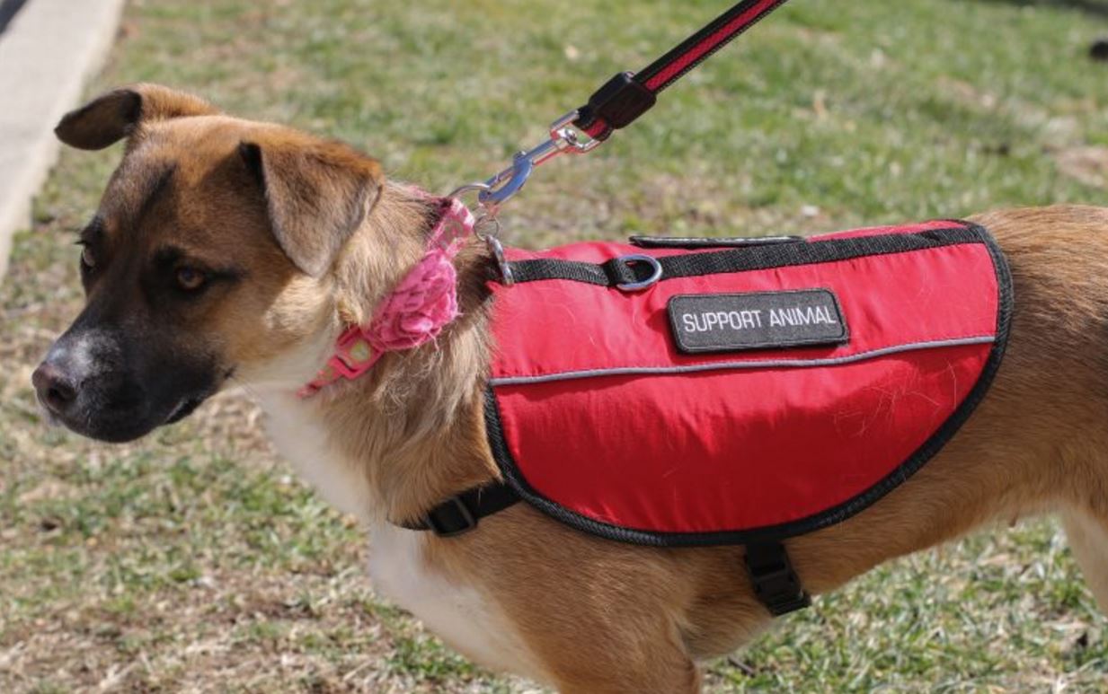 Two Emotional Support Dogs Help Their Owners Cope In School Service 