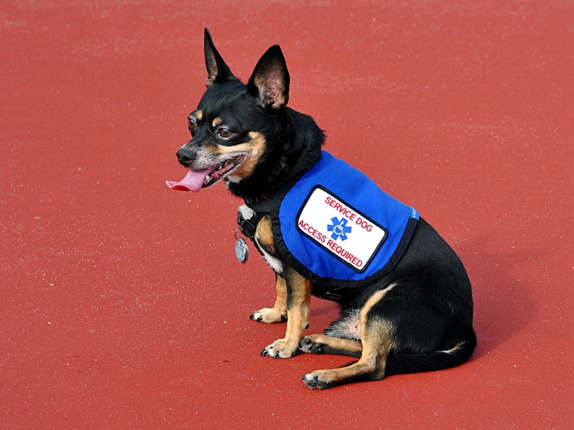 Laws Aim To Deal With The Use Of Fake Service Animals Service Animal 