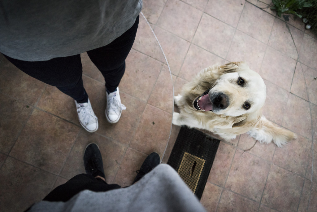 housing provider and assistance animal