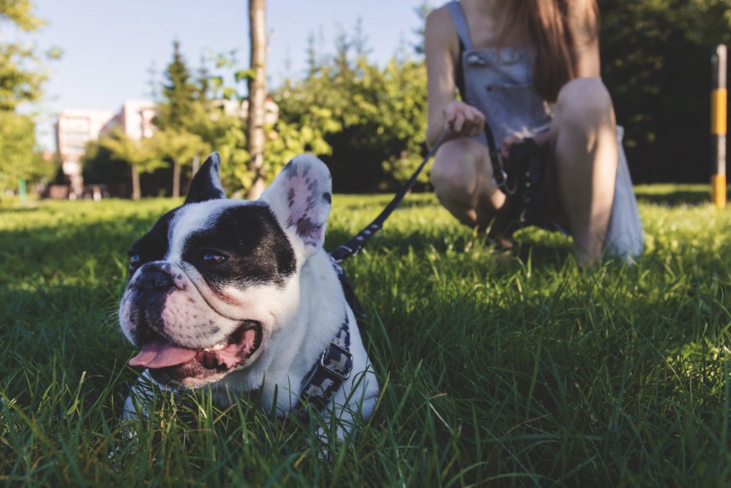 rhode island service animals