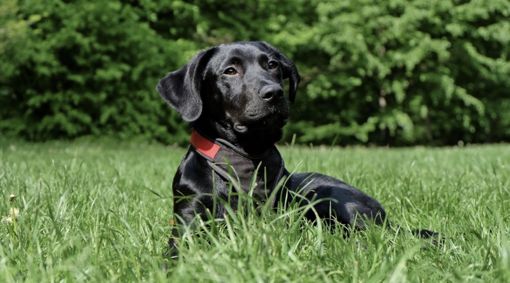 service dogs are remarkable