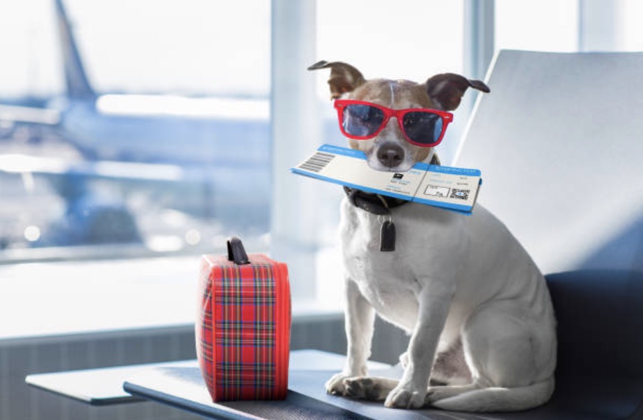 Traveling with Your Animal? Make Sure You Know Airline Rules - Service