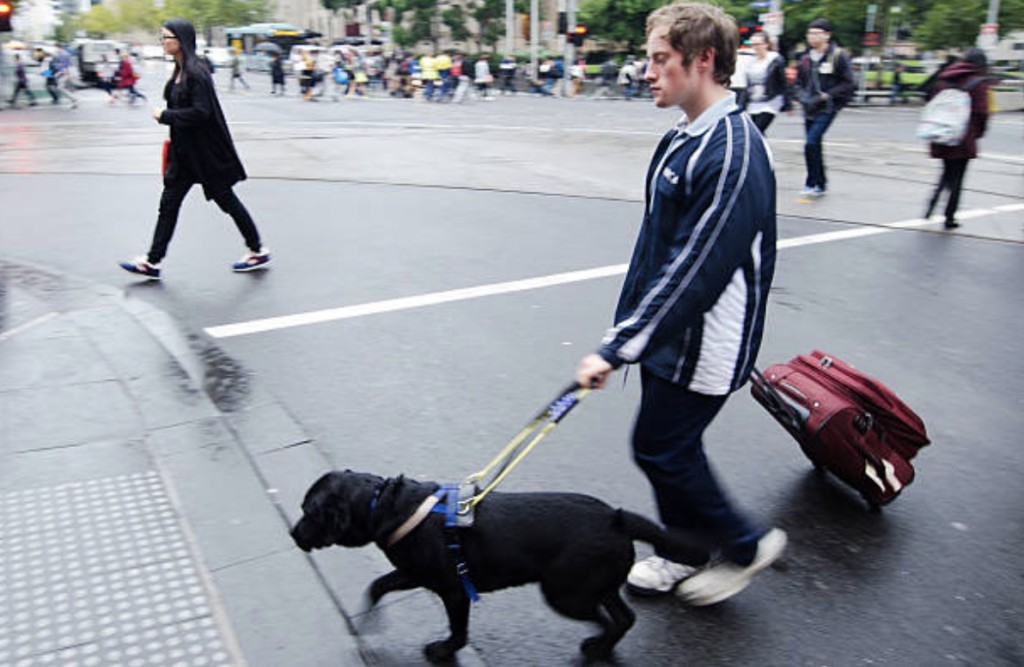 assistance animals in university