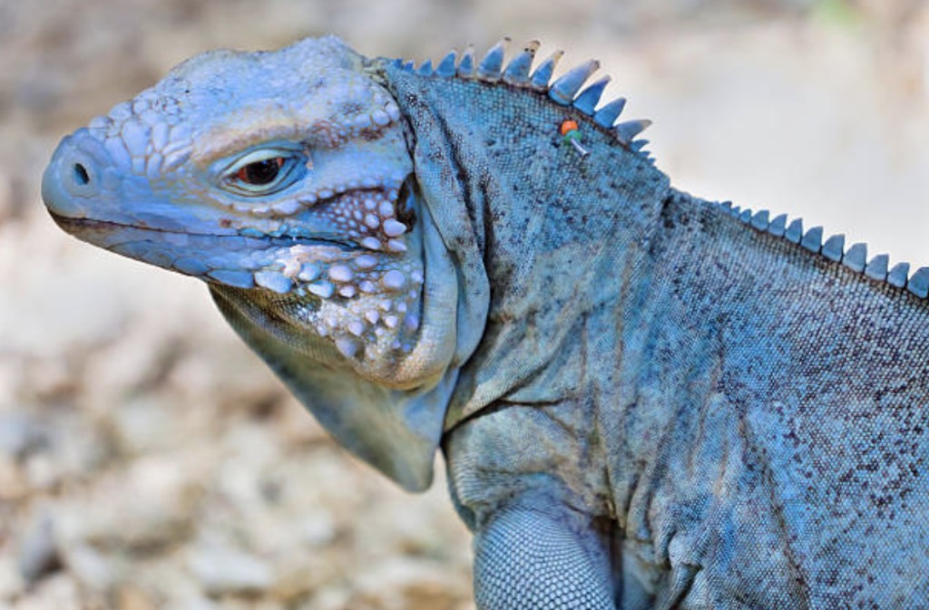 iguana emotional support animal