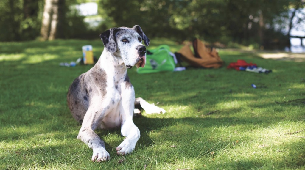 public access for service animals