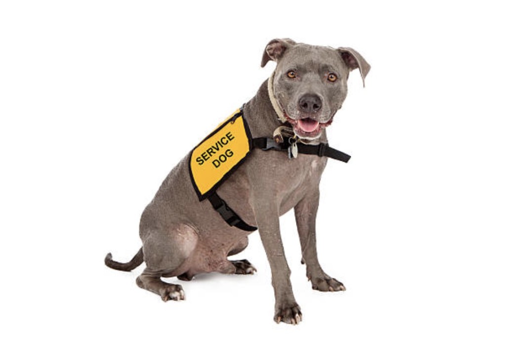 service animal vest