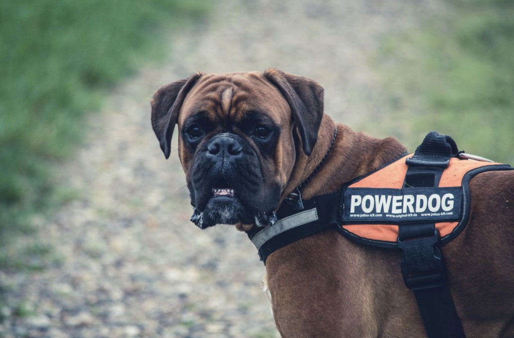 service dog training