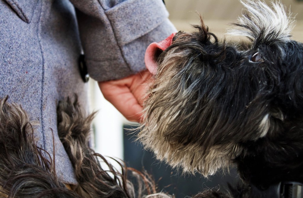 therapy animals hotels