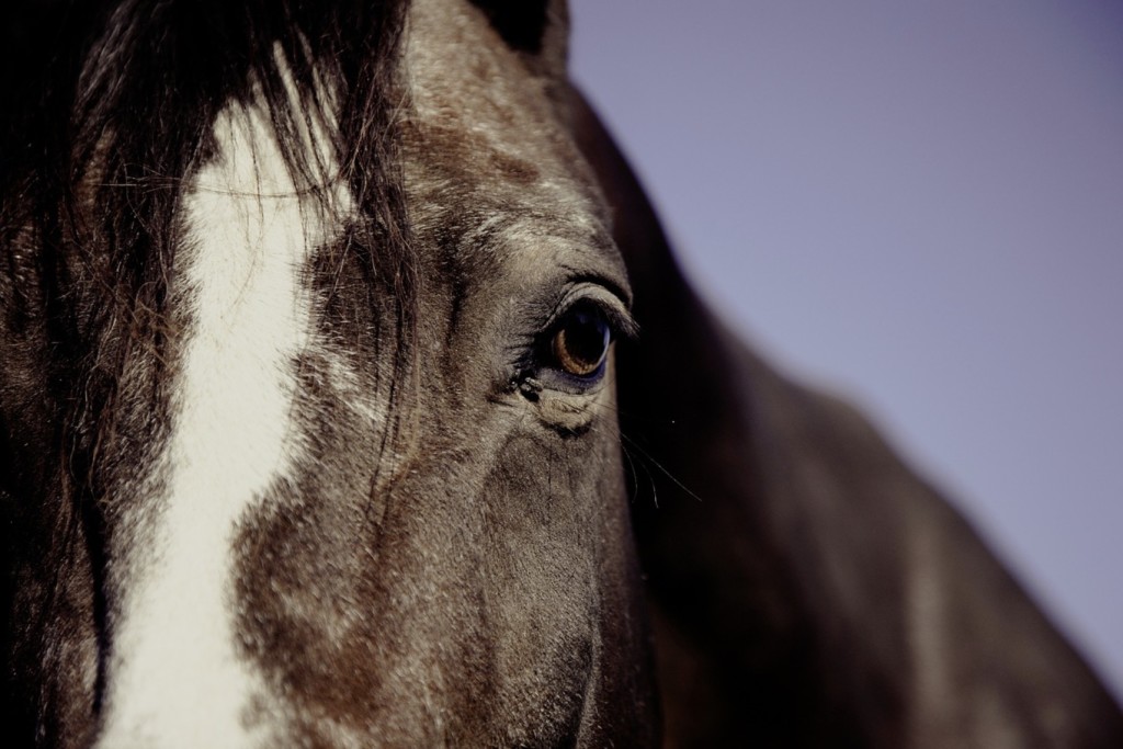 animals for wellness