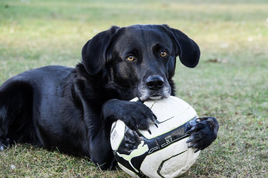 assistance animals rights