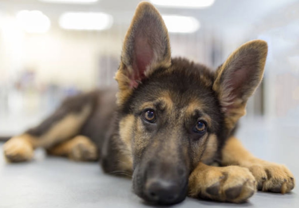 family will move out with service dog