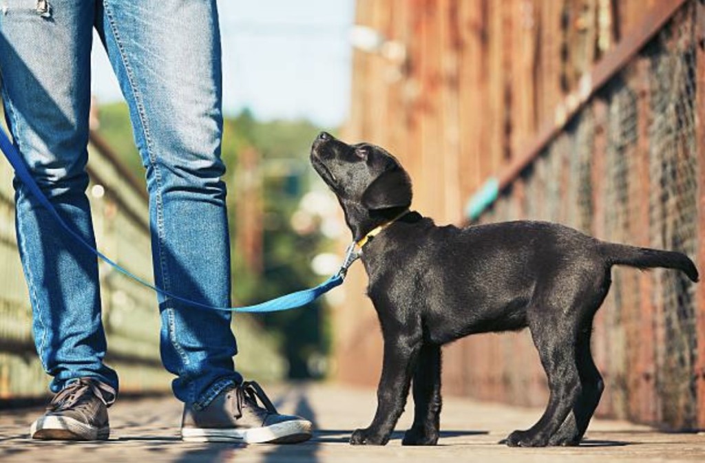 service animals and psychiatric conditions