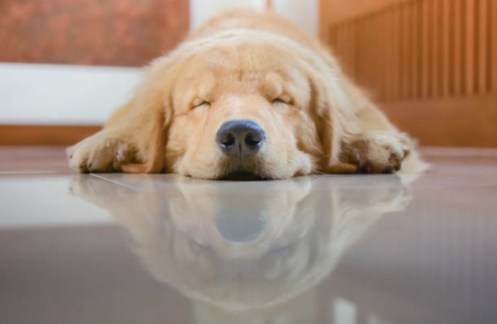 therapy dog labrador