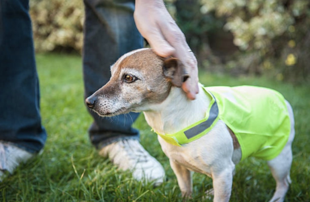 assistance animal with handler