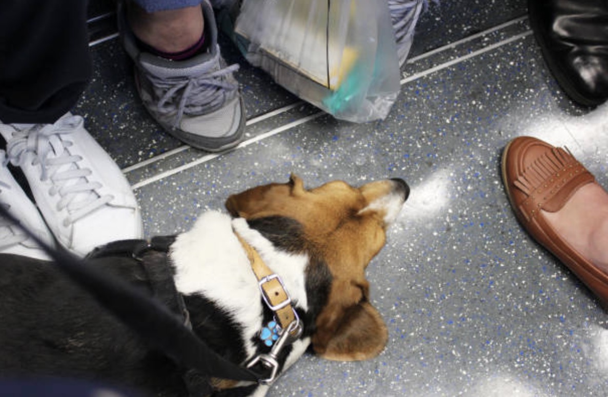 Can Emotional Support Animals Accompany Their Owners to Public Places