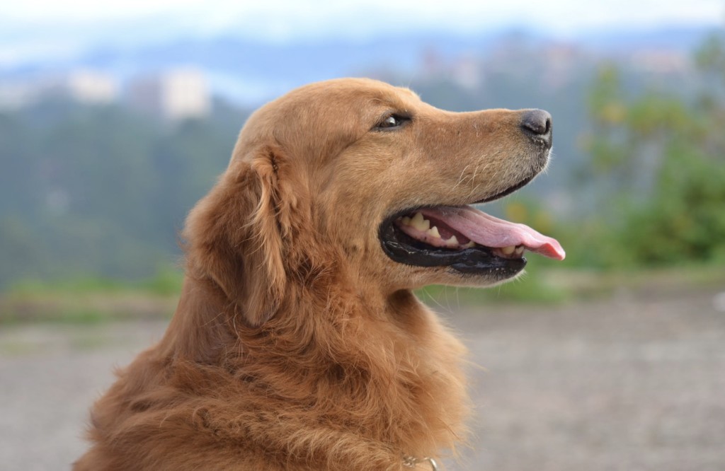 golden retriever service dog