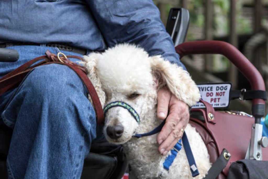 service dog in public