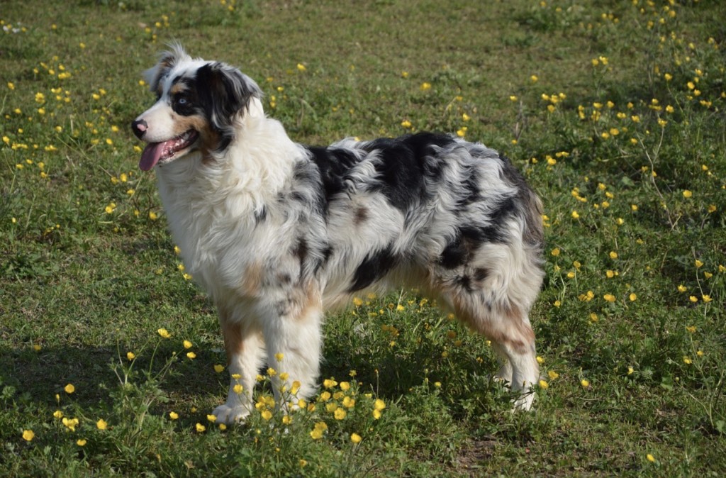 australian shepherd dog