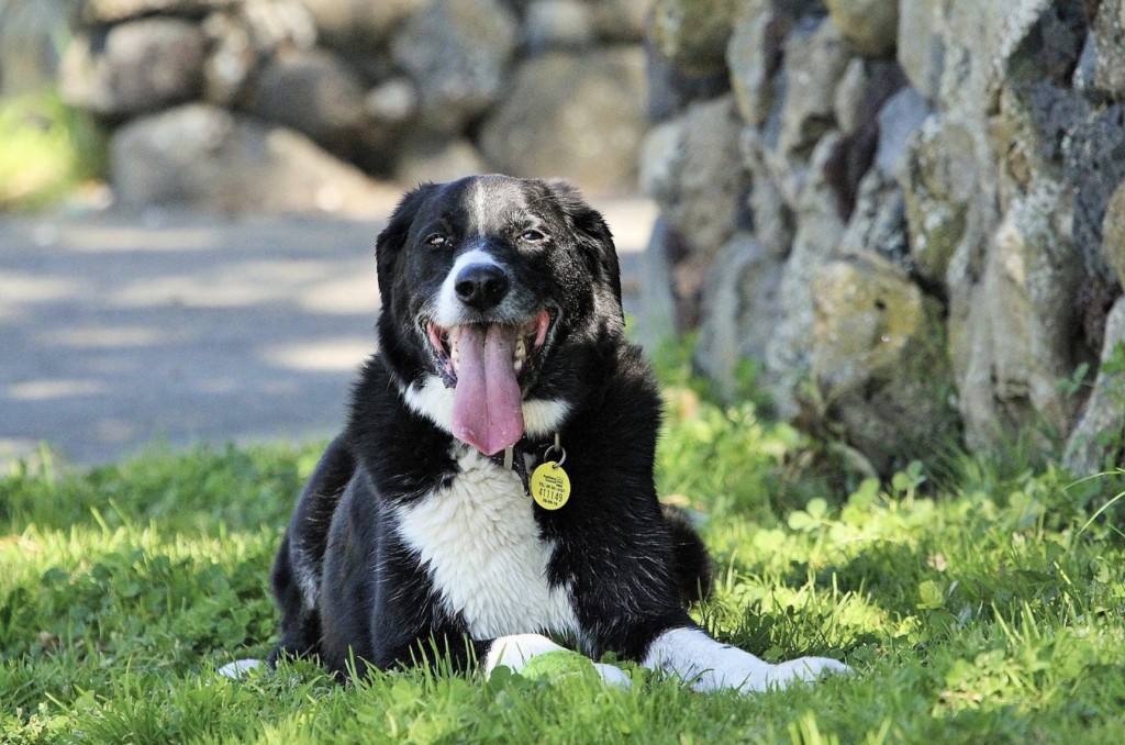 gear for service animals