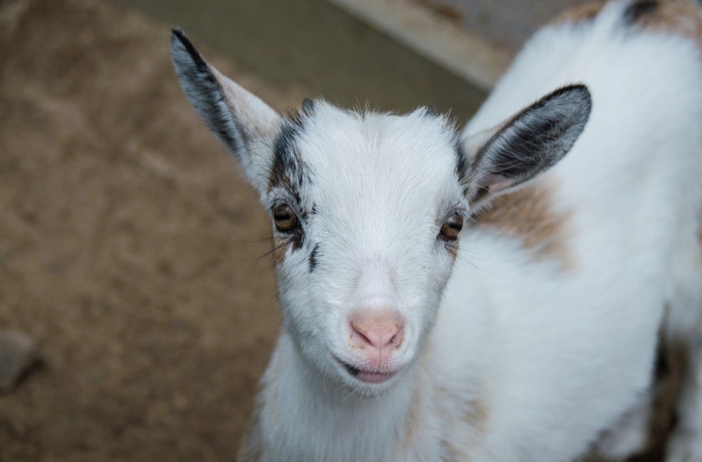 goat yoga