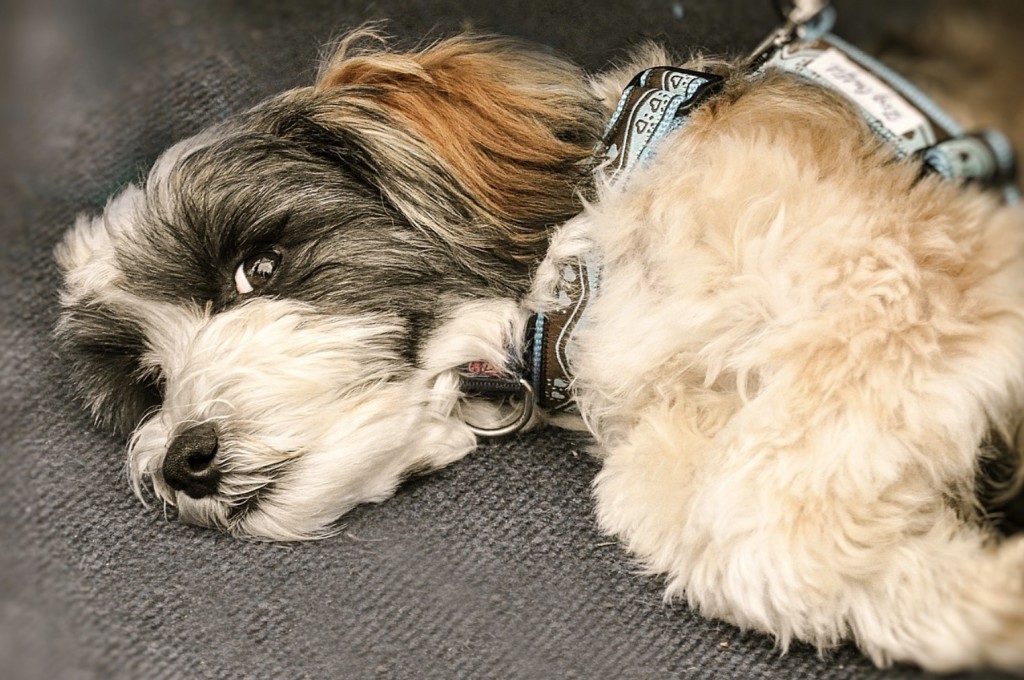 therapy dog poodle for florida school site