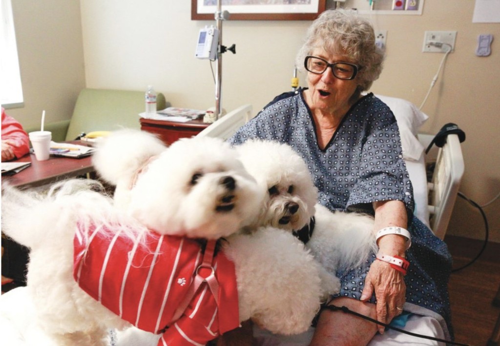 therapy pups at hospital