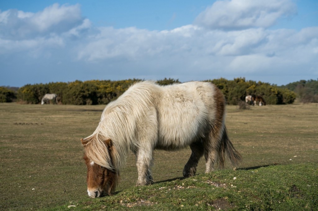 miniature horse