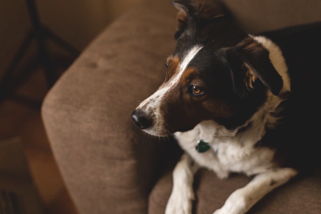 service animal in commercial building