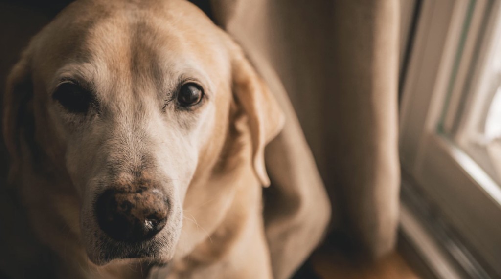 service animal in housing