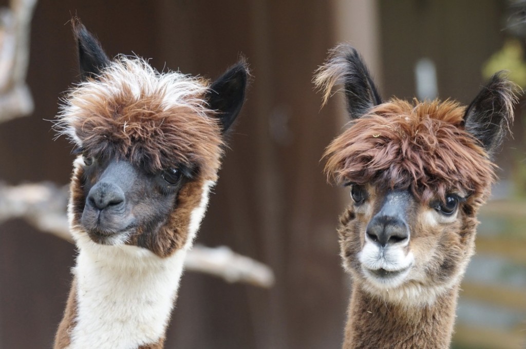 alpacas