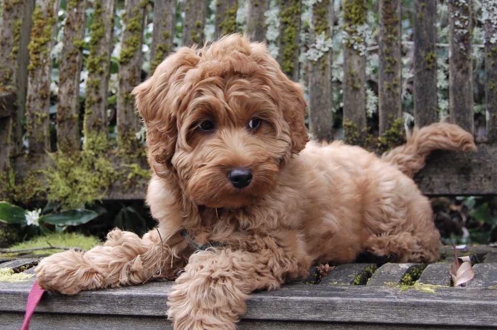 digby labradoodle