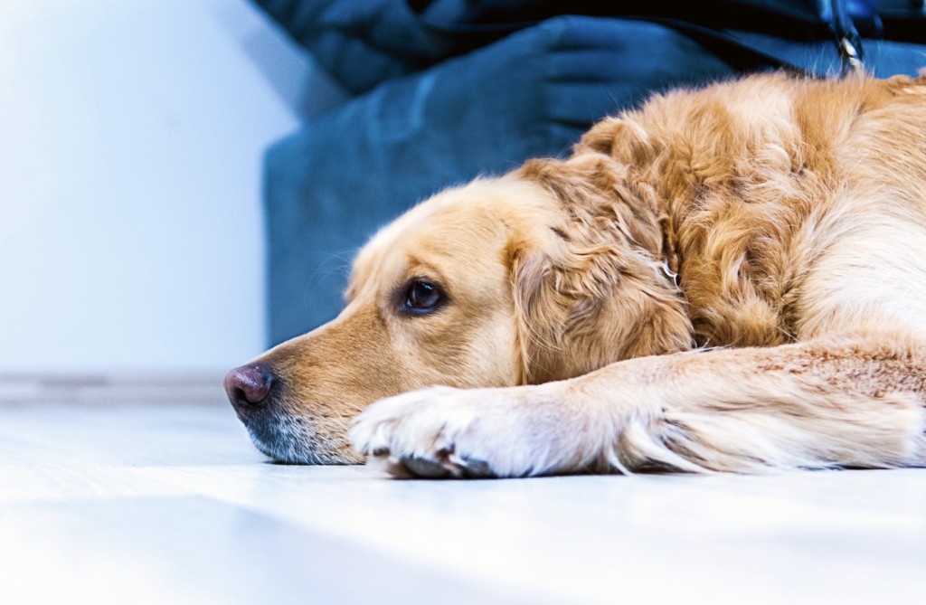 golden retriever calms children