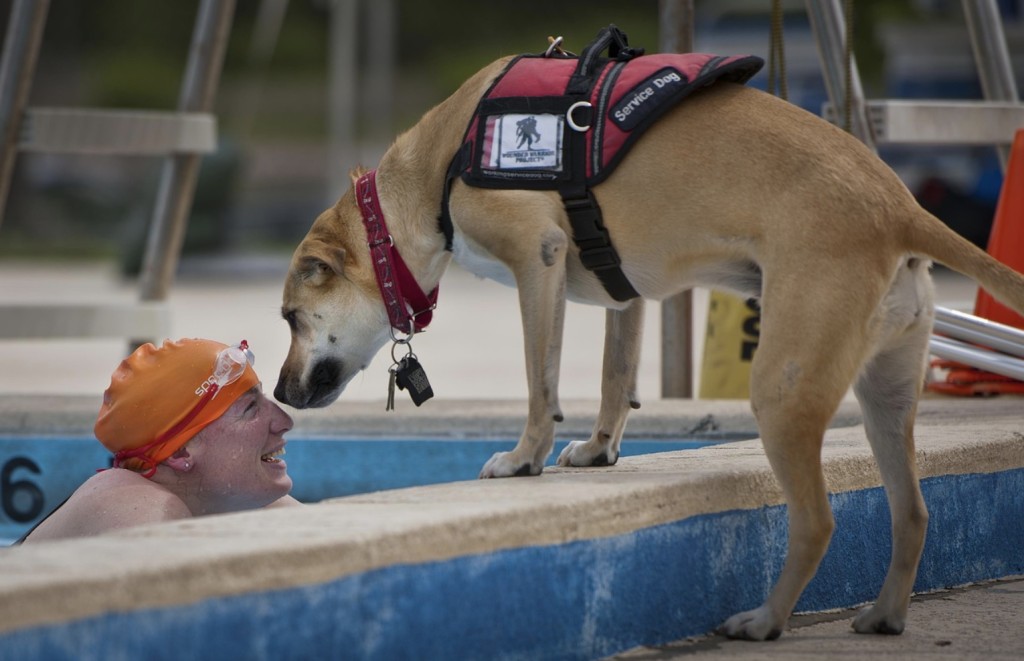 national service dog month