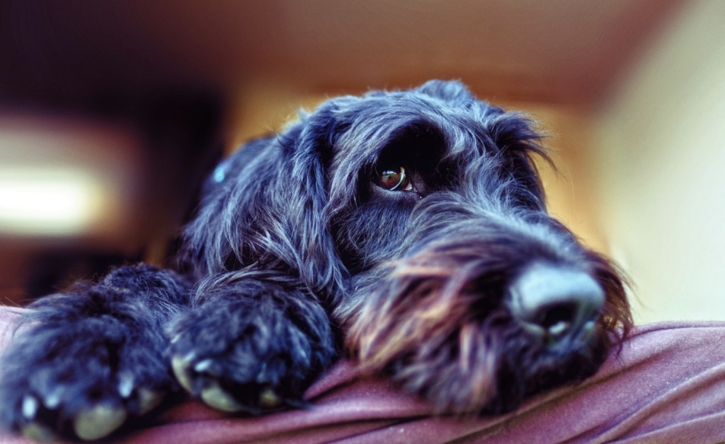 otis the labradoodle