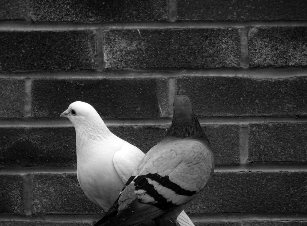 pigeons