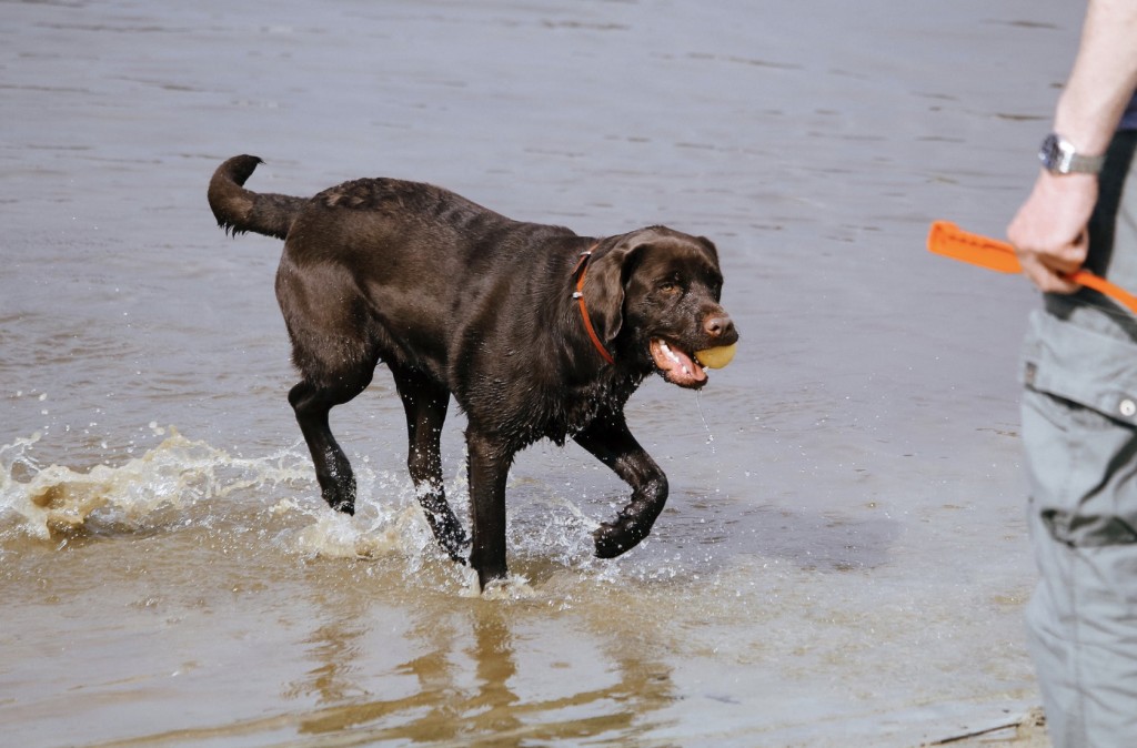 here-s-how-airlines-decide-if-a-pet-qualifies-as-an-emotional-support