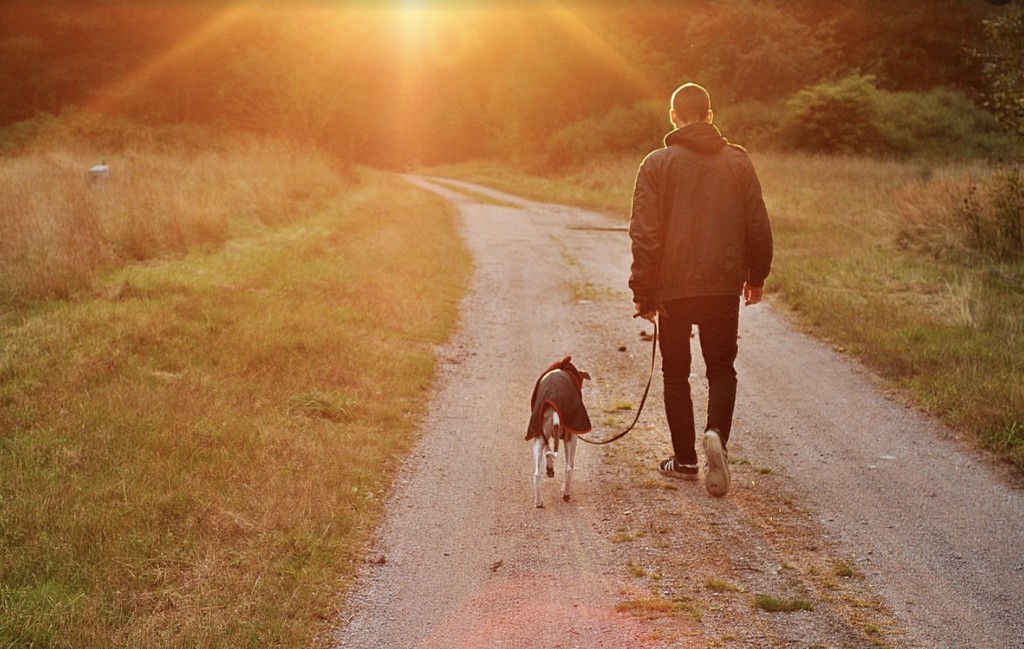 animal and owner walking