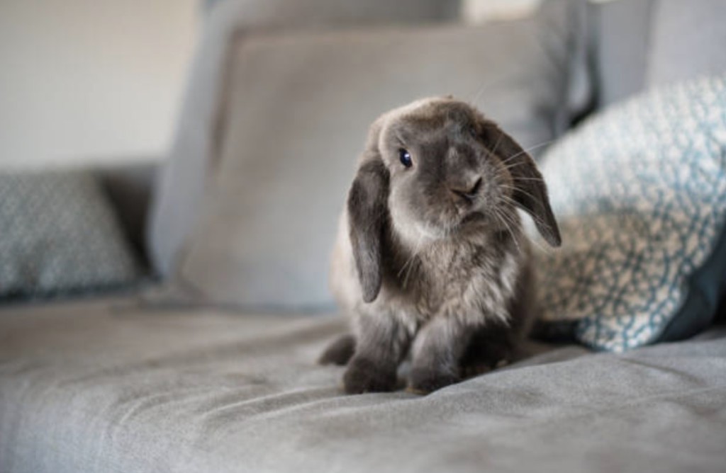 emotional support rabbit