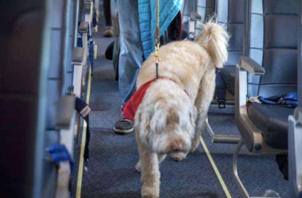 service dog airline accommodation