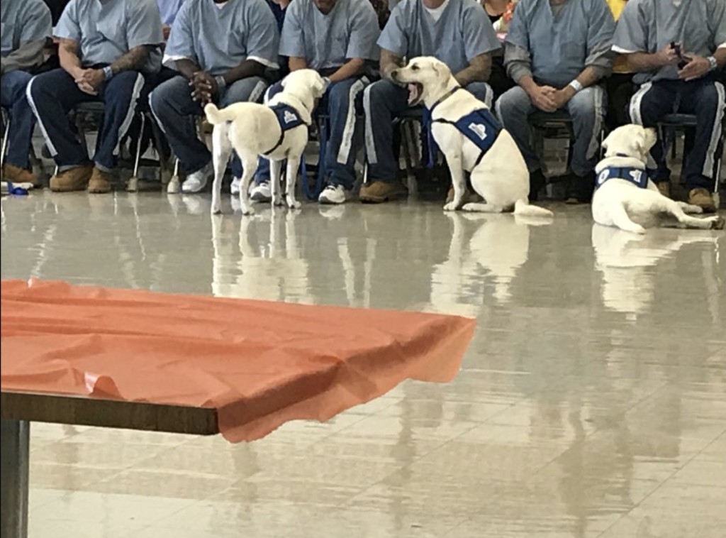 service dog training by inmates