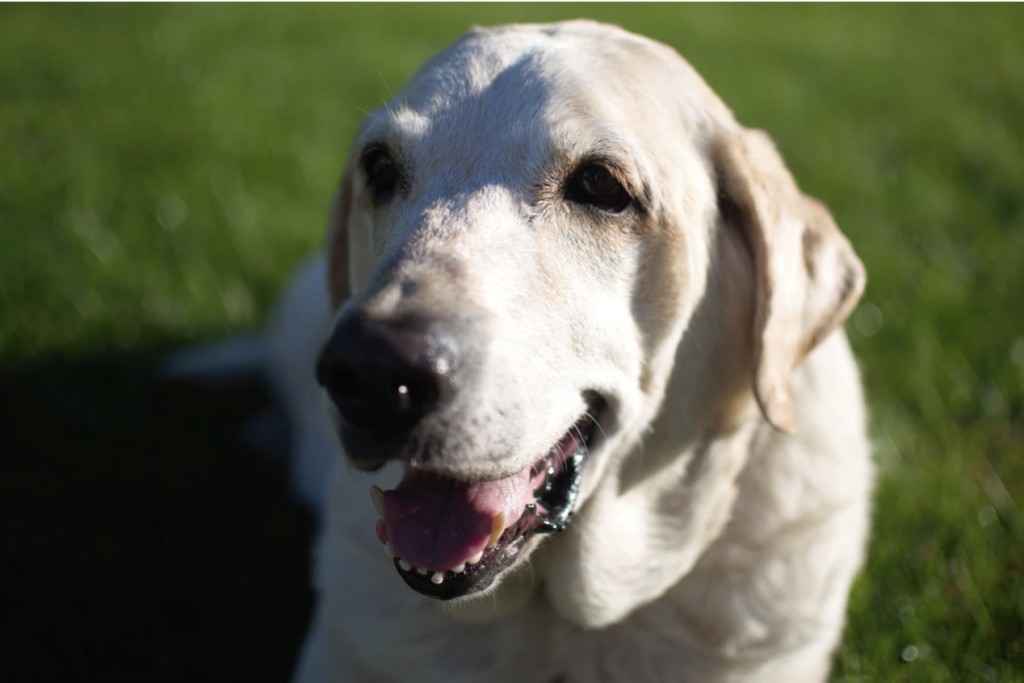 sunny labrador