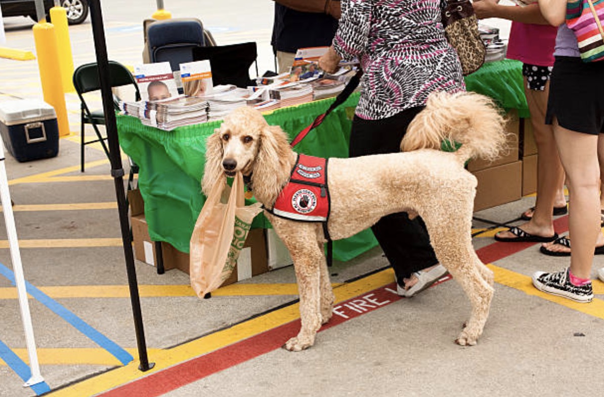 american girl service dog