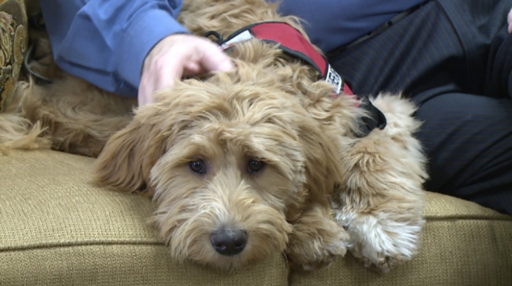 grief therapy dog