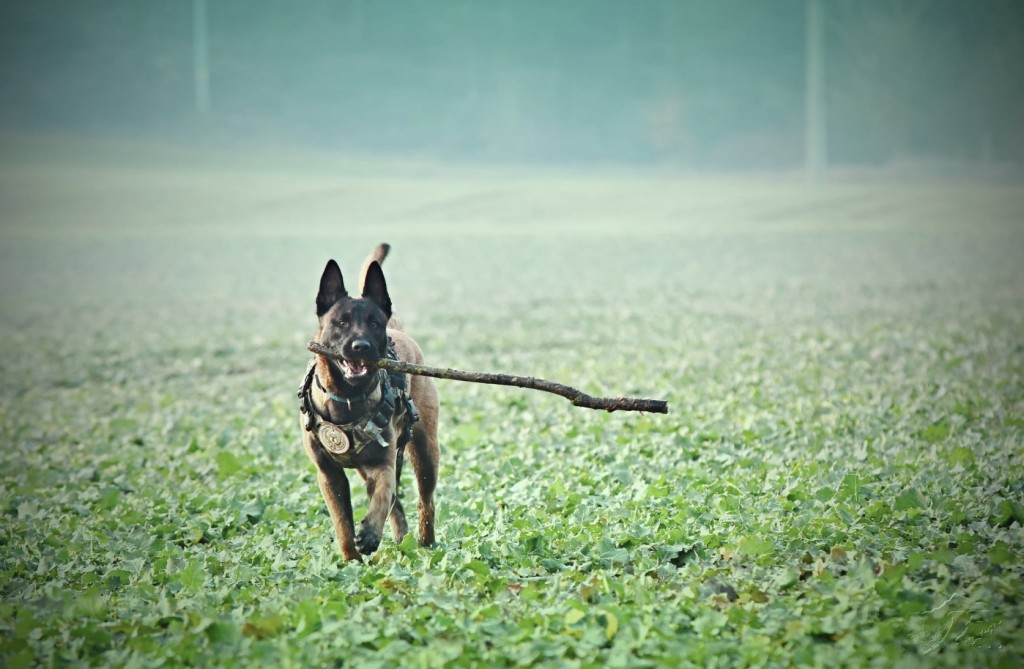 service dog