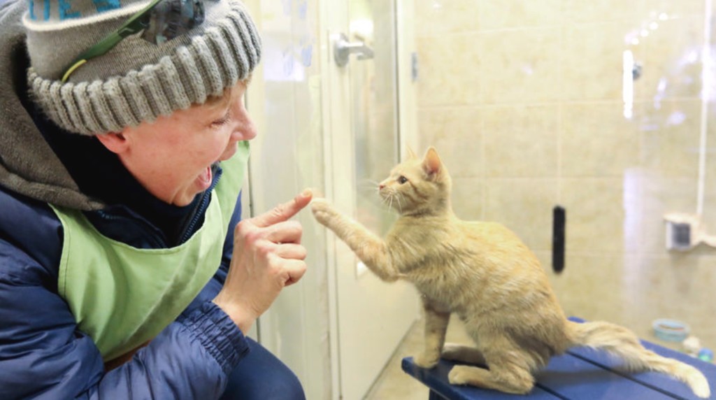 aa volunteer and cat