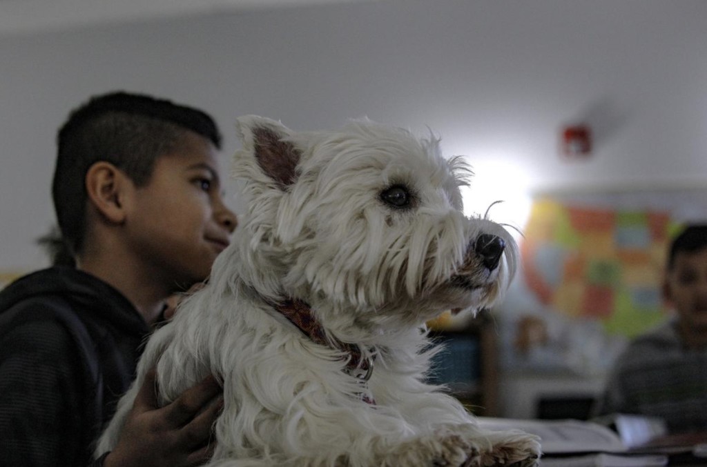 dog at school