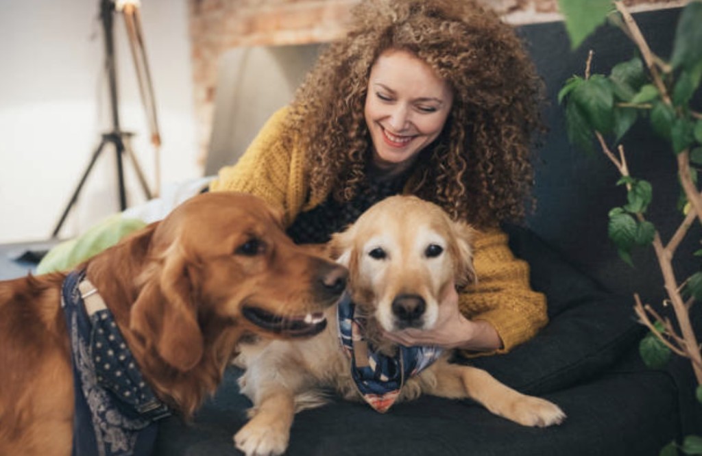 two service dogs