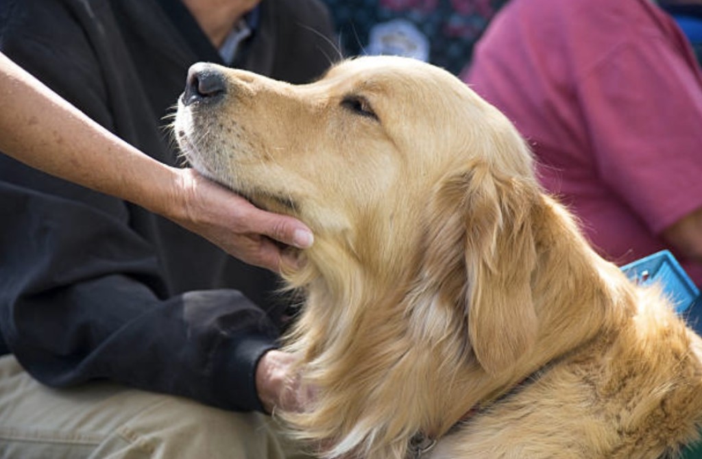 etiquette service dogs